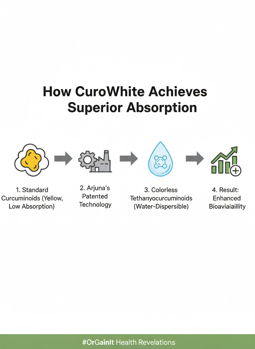 Infographic explaining how CuroWhite curcumin works, showing its conversion to colorless tetrahydrocurcuminoids for superior absorption.
